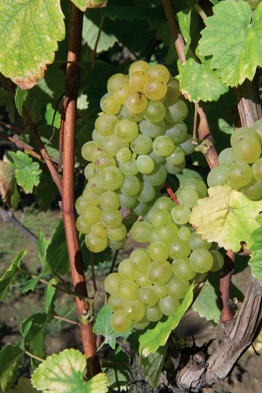 Vignoble Saison Septembre 1865