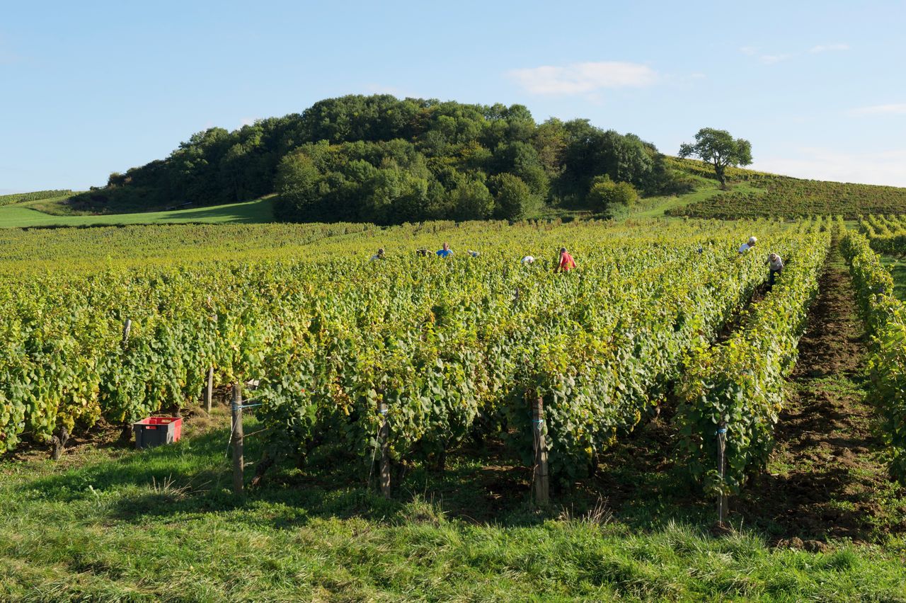 Vignoble Saison Septembre 1872