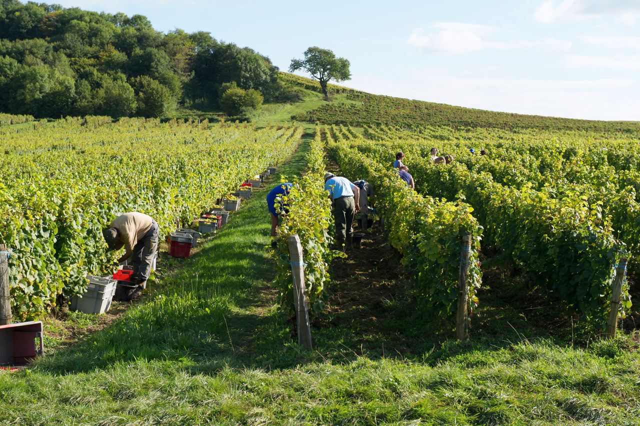 Vignoble Saison Septembre 1886