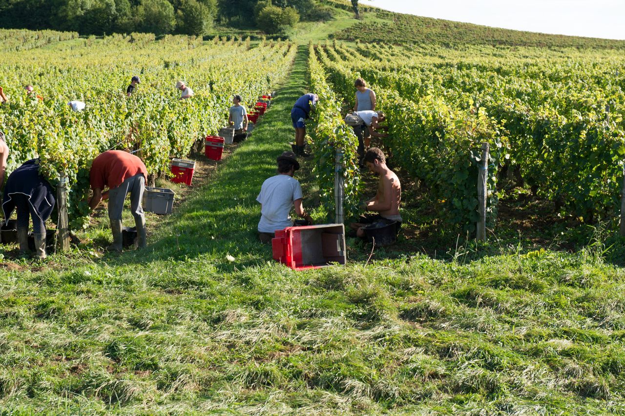 Vignoble Saison Septembre 1894