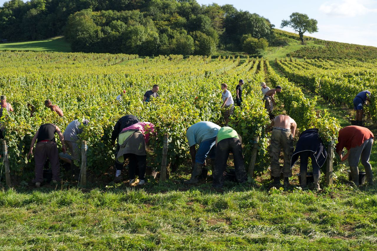 Vignoble Saison Septembre 1899