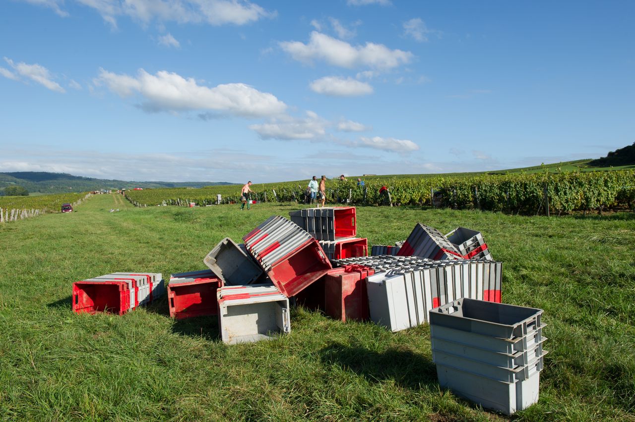 Vignoble Saison Septembre 1933