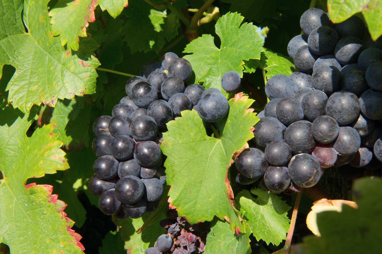 Vignoble Saison Septembre 1937