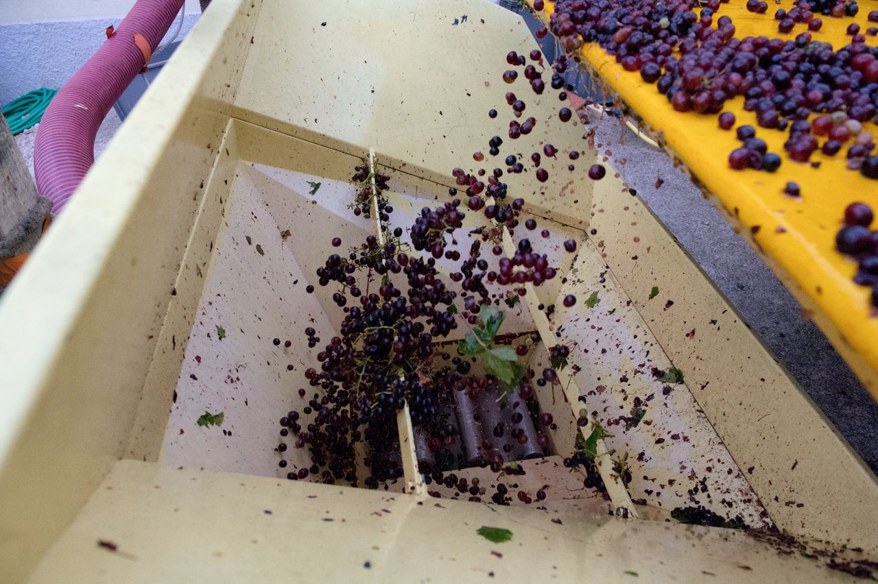 Vignoble Saison Septembre 1979