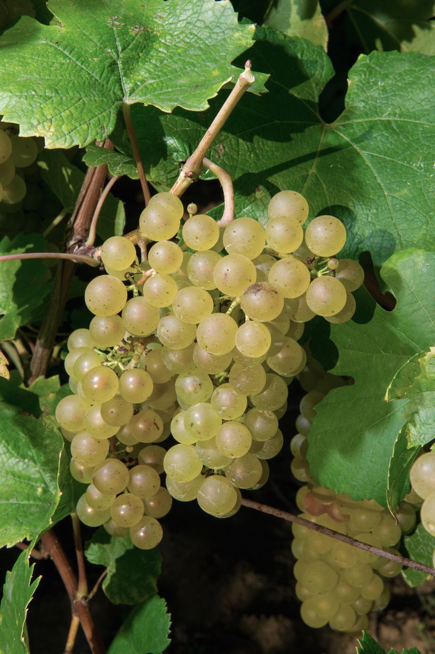 Vignoble Saison Septembre 2055