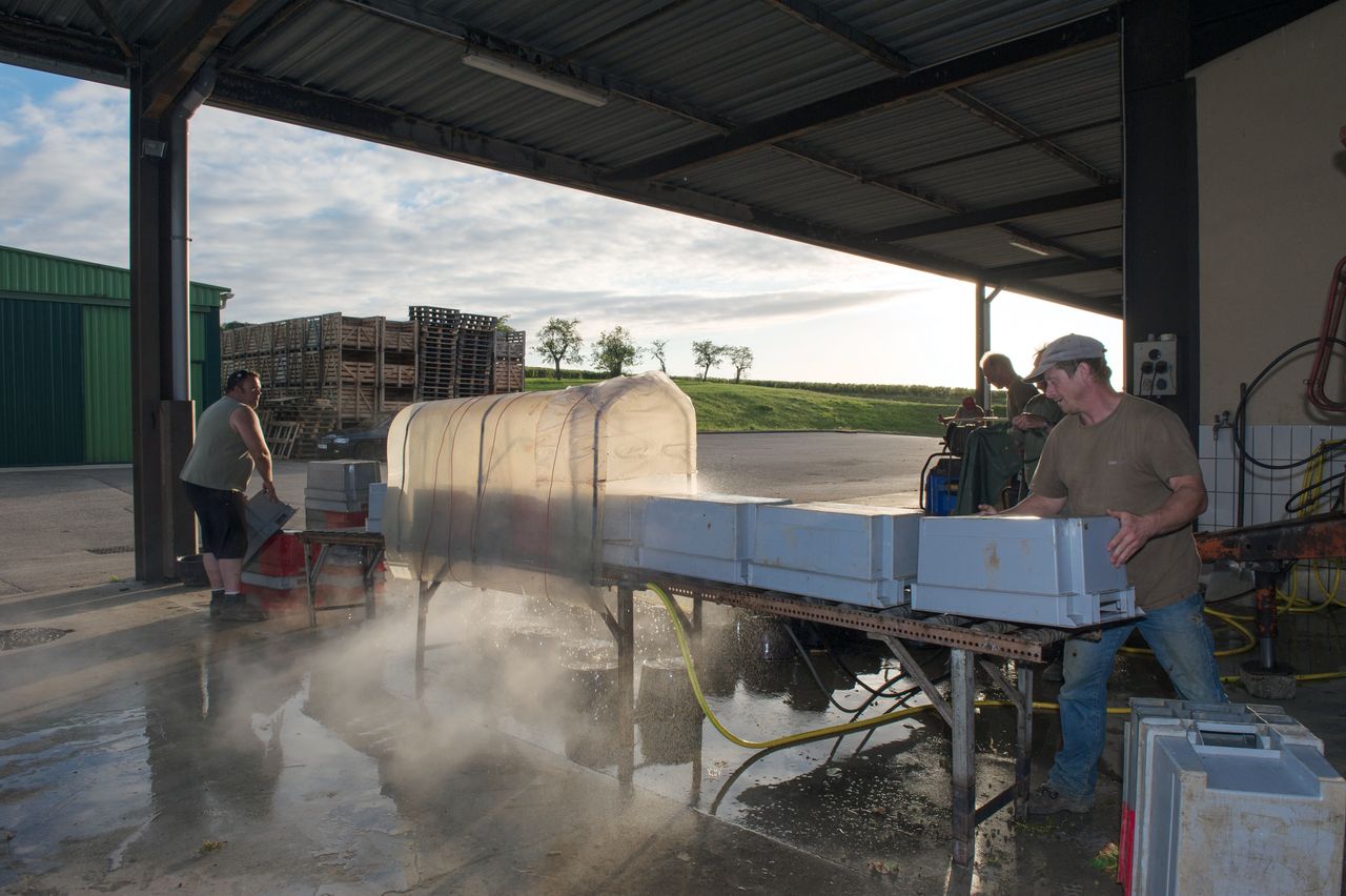 Vignoble Saison Septembre 2133