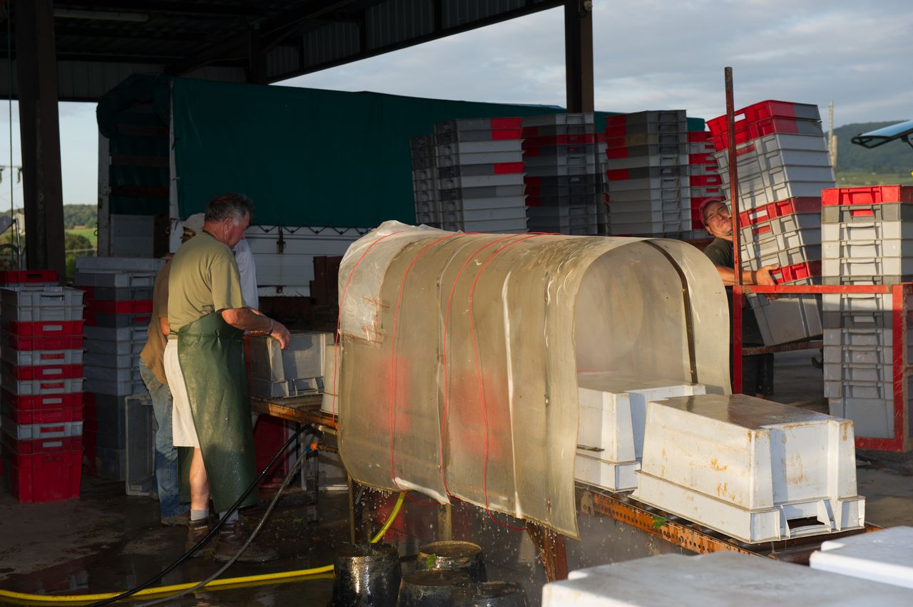 Vignoble Saison Septembre 2141