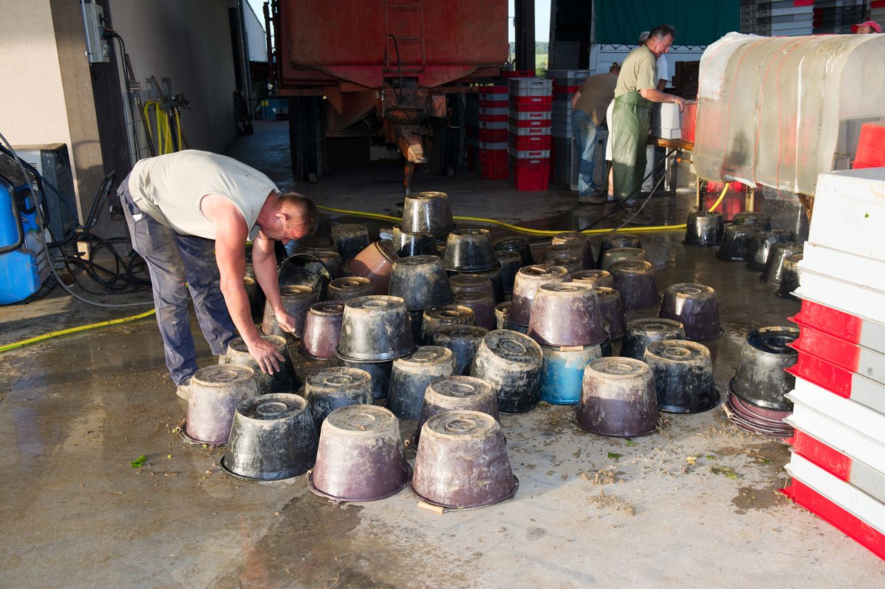 Vignoble Saison Septembre 2142