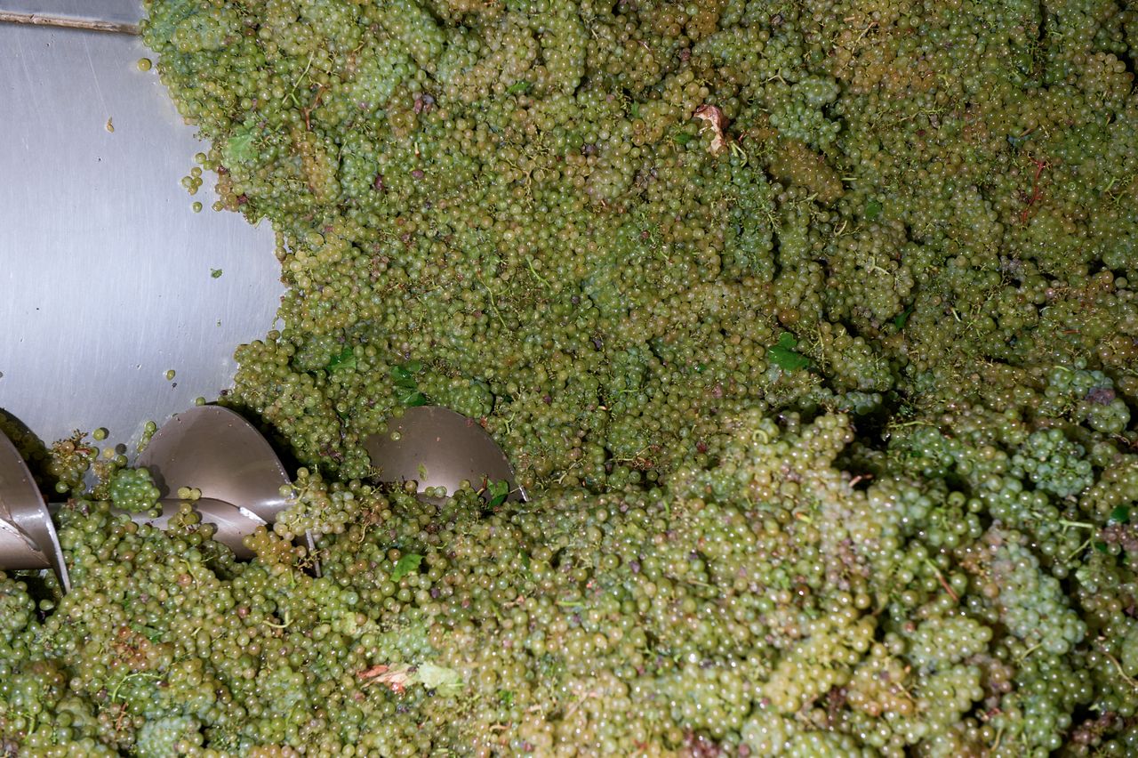 Vignoble Saison Septembre 2188