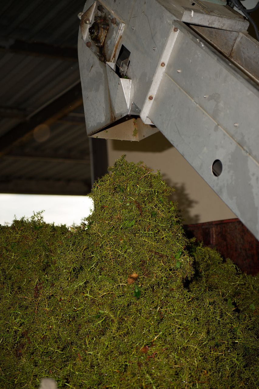 Vignoble Saison Septembre 2194