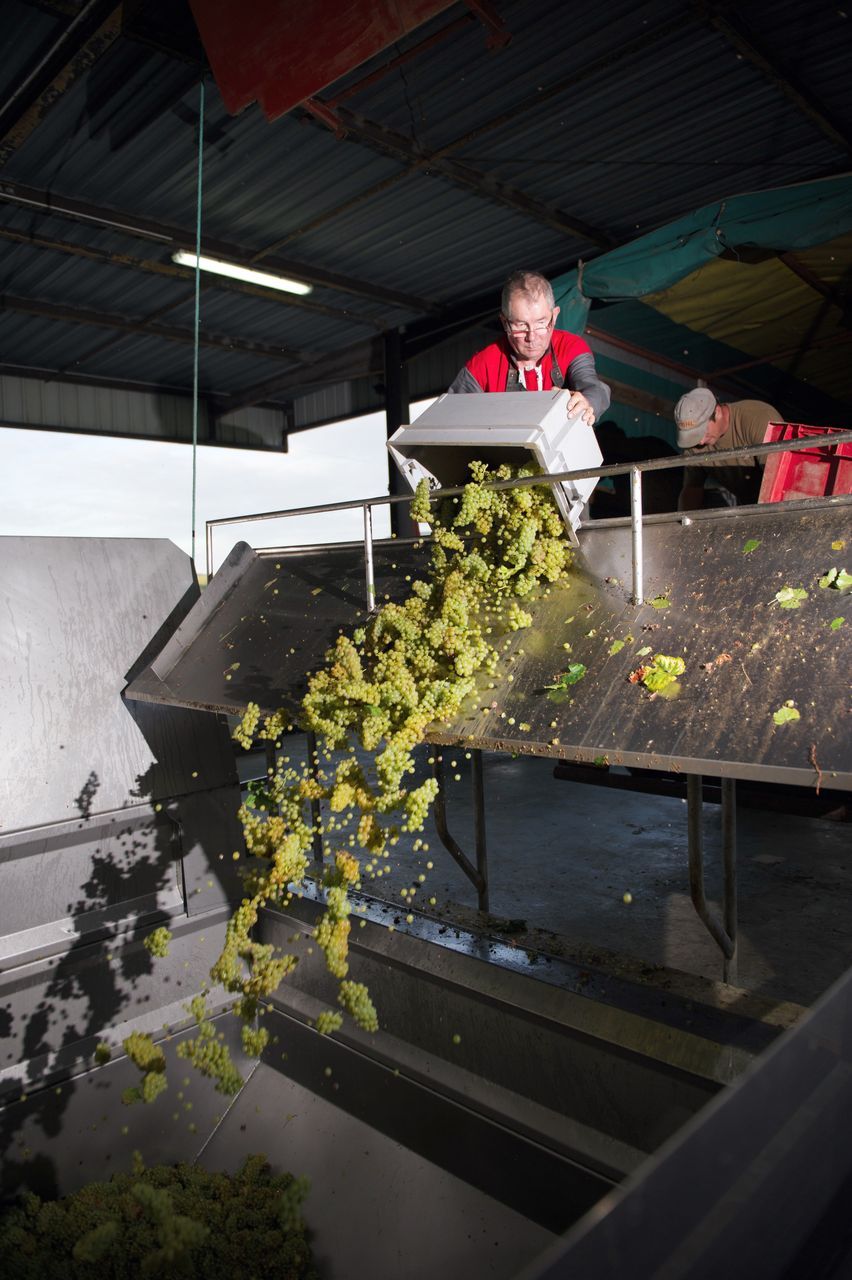 Vignoble Saison Septembre 2197