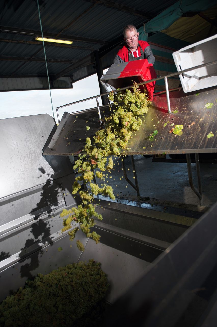 Vignoble Saison Septembre 2205