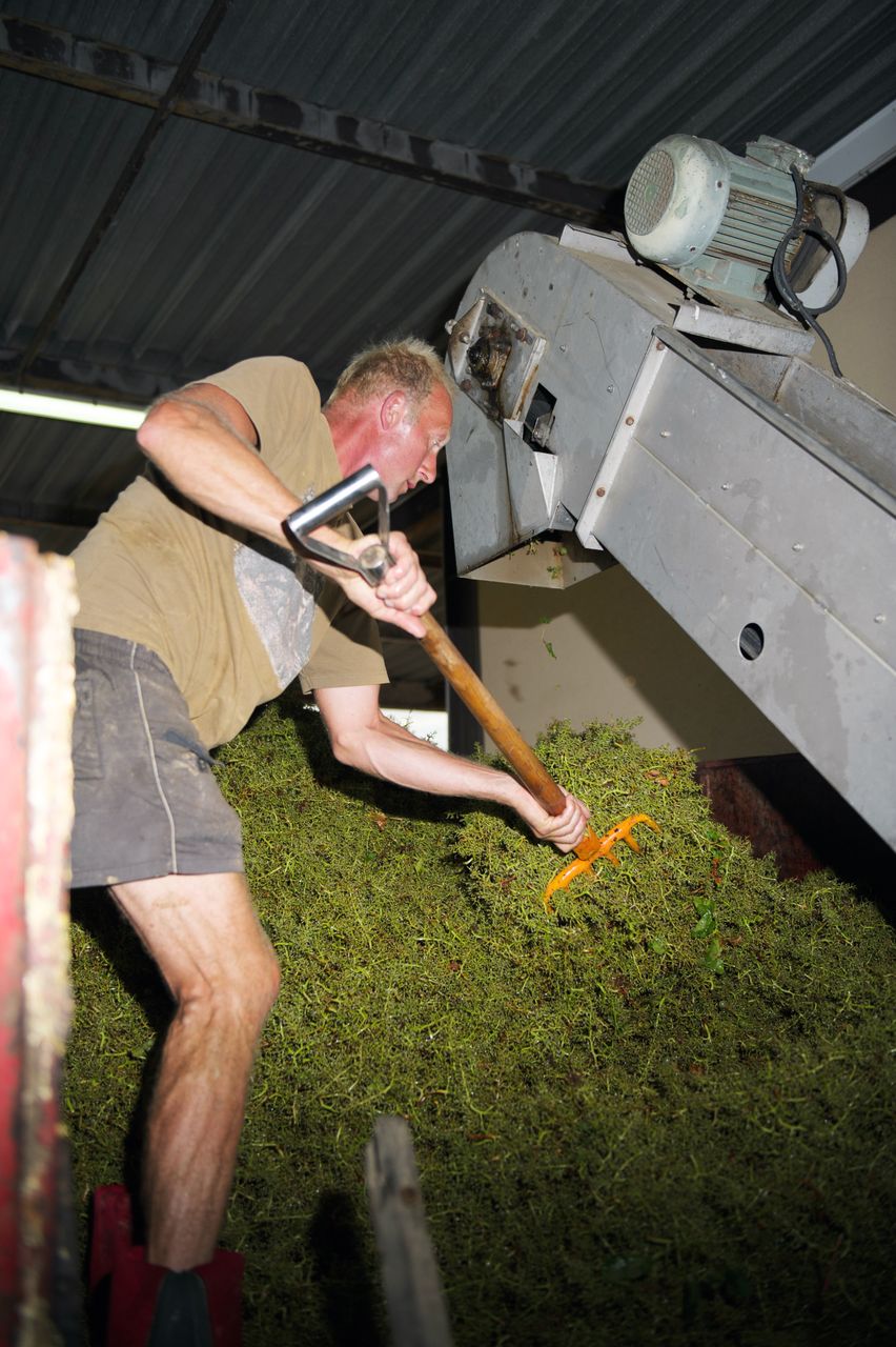 Vignoble Saison Septembre 2244