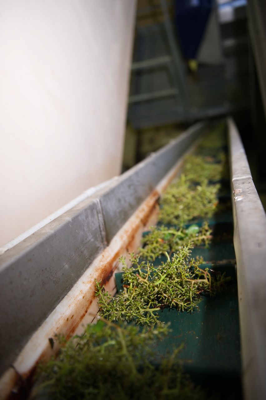 Vignoble Saison Septembre 2255