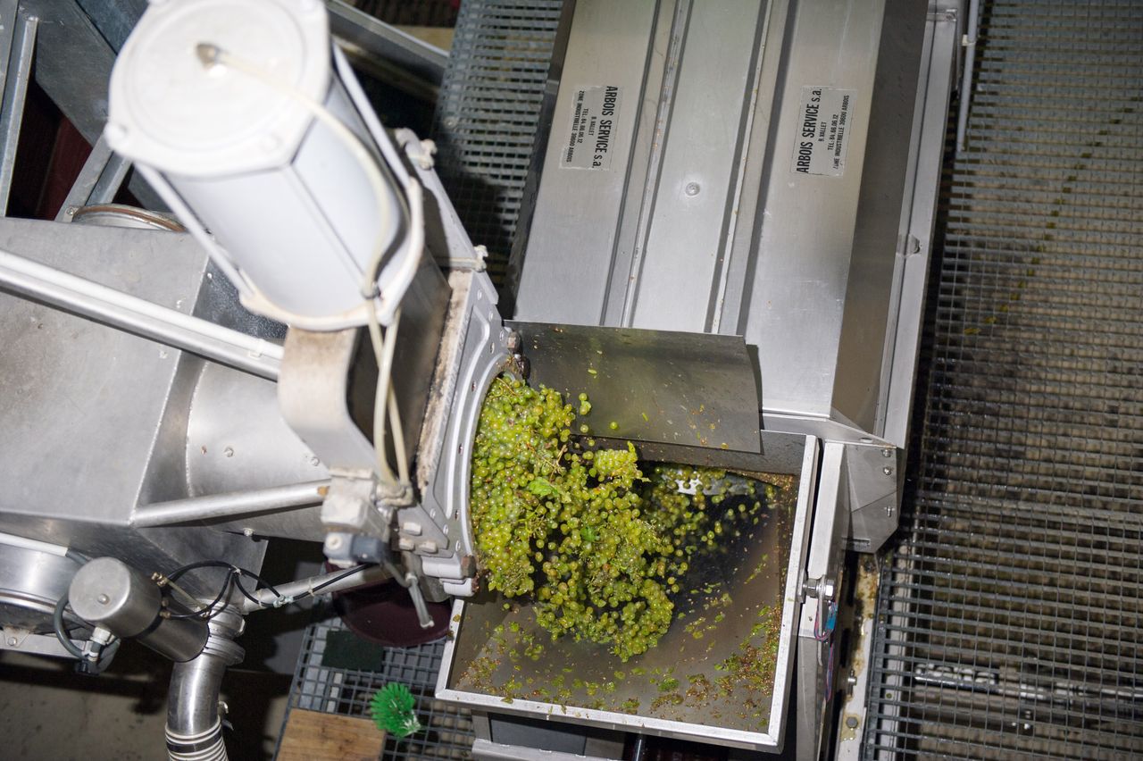 Vignoble Saison Septembre 2295