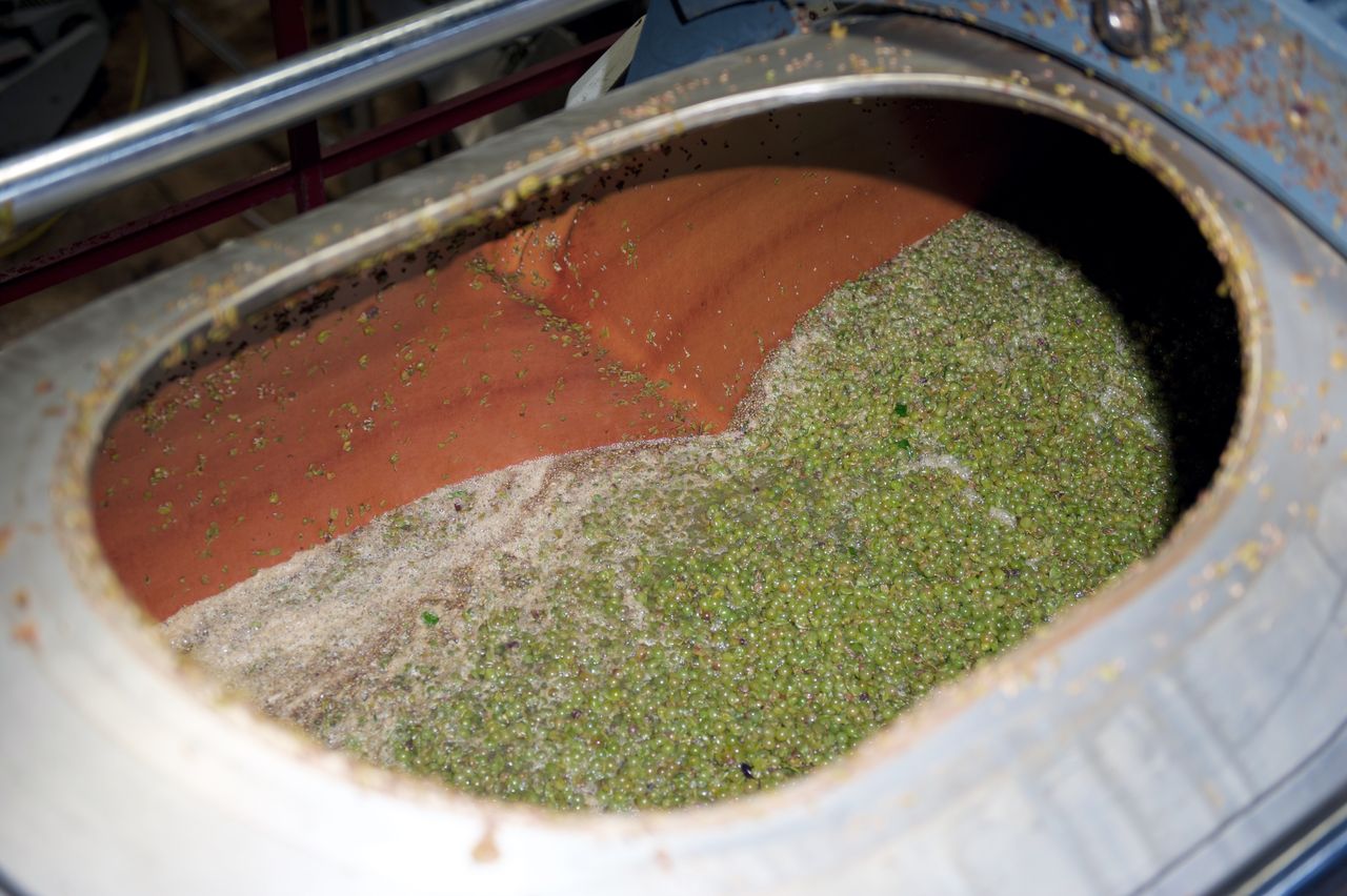 Vignoble Saison Septembre 2311