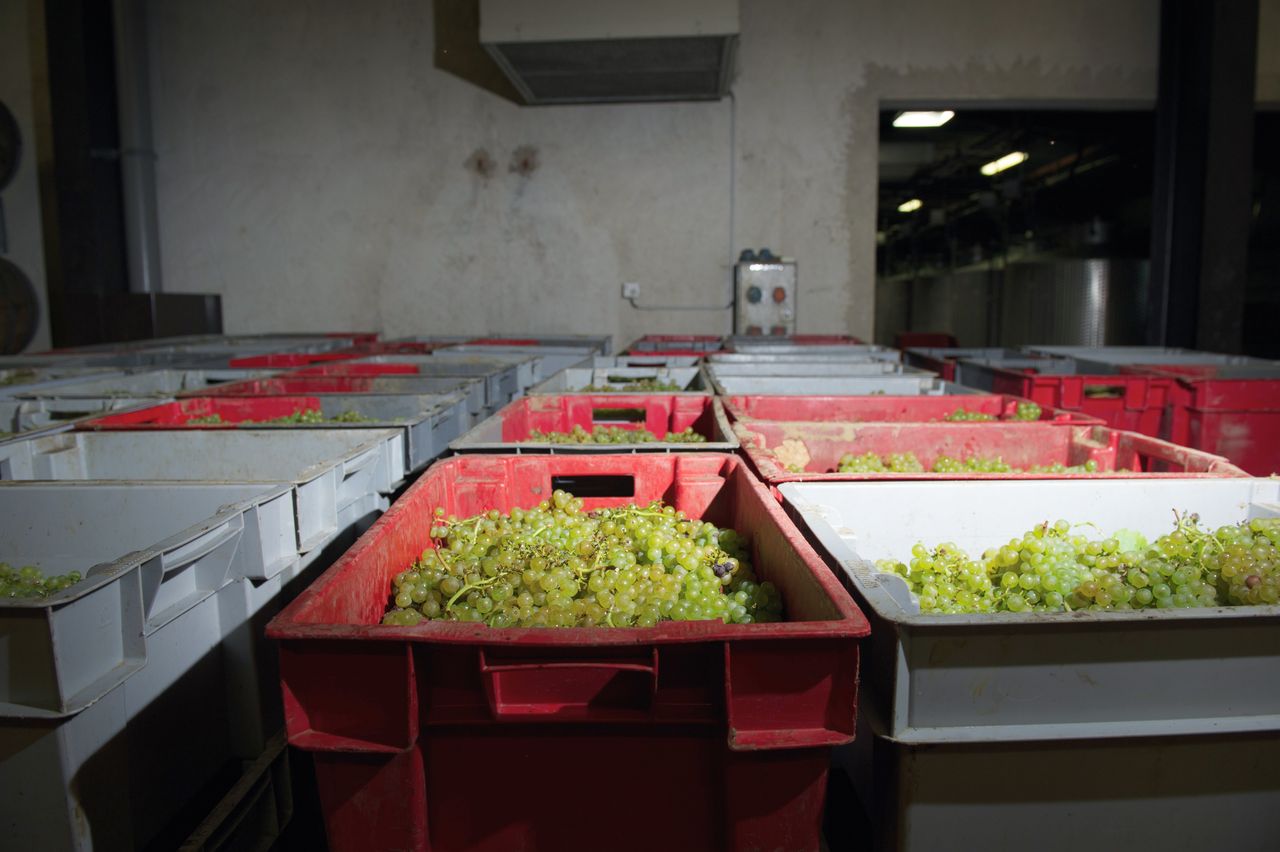 Vignoble Saison Septembre 2315