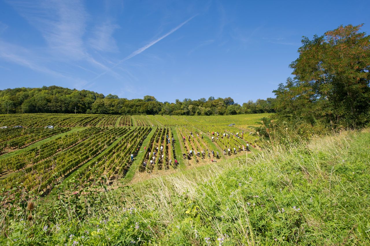 Vignoble Saison Septembre 2782