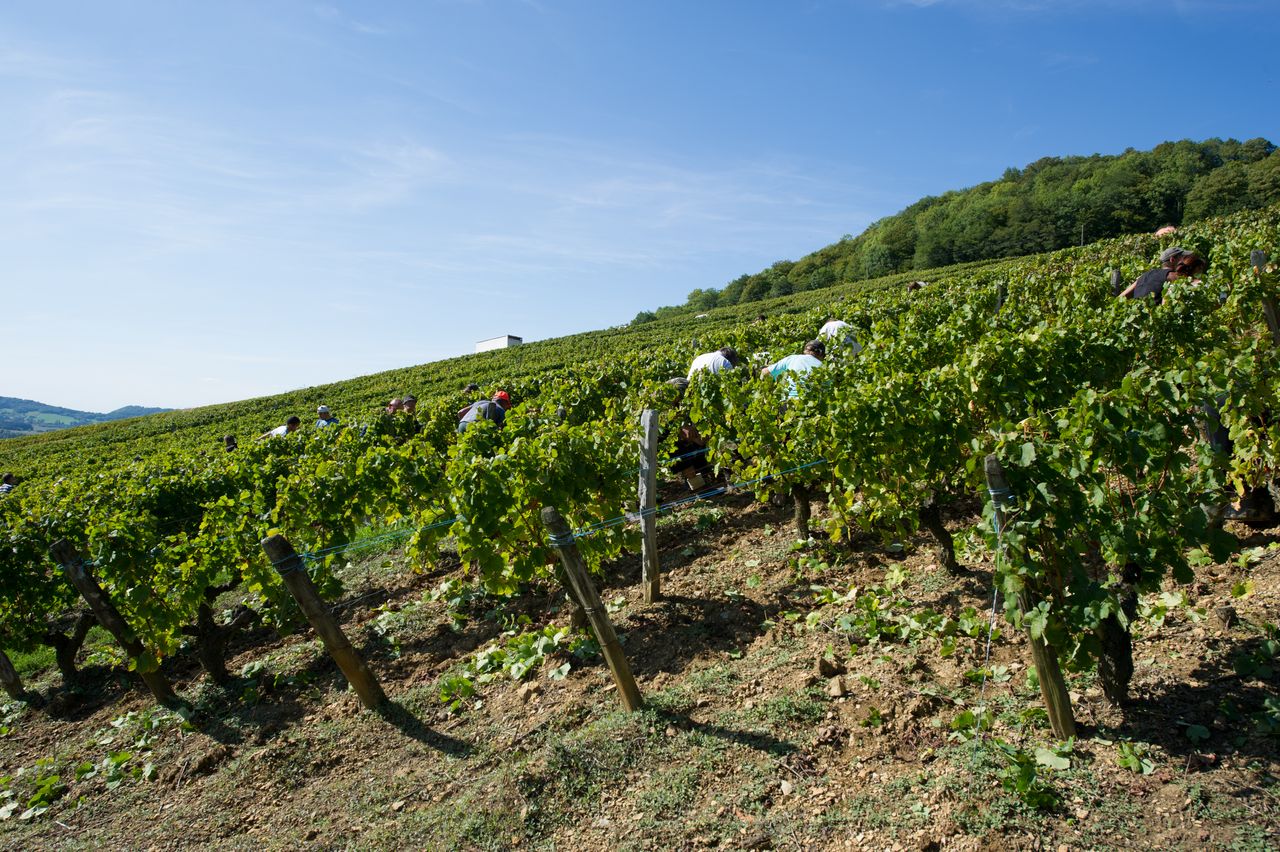 Vignoble Saison Septembre 2785