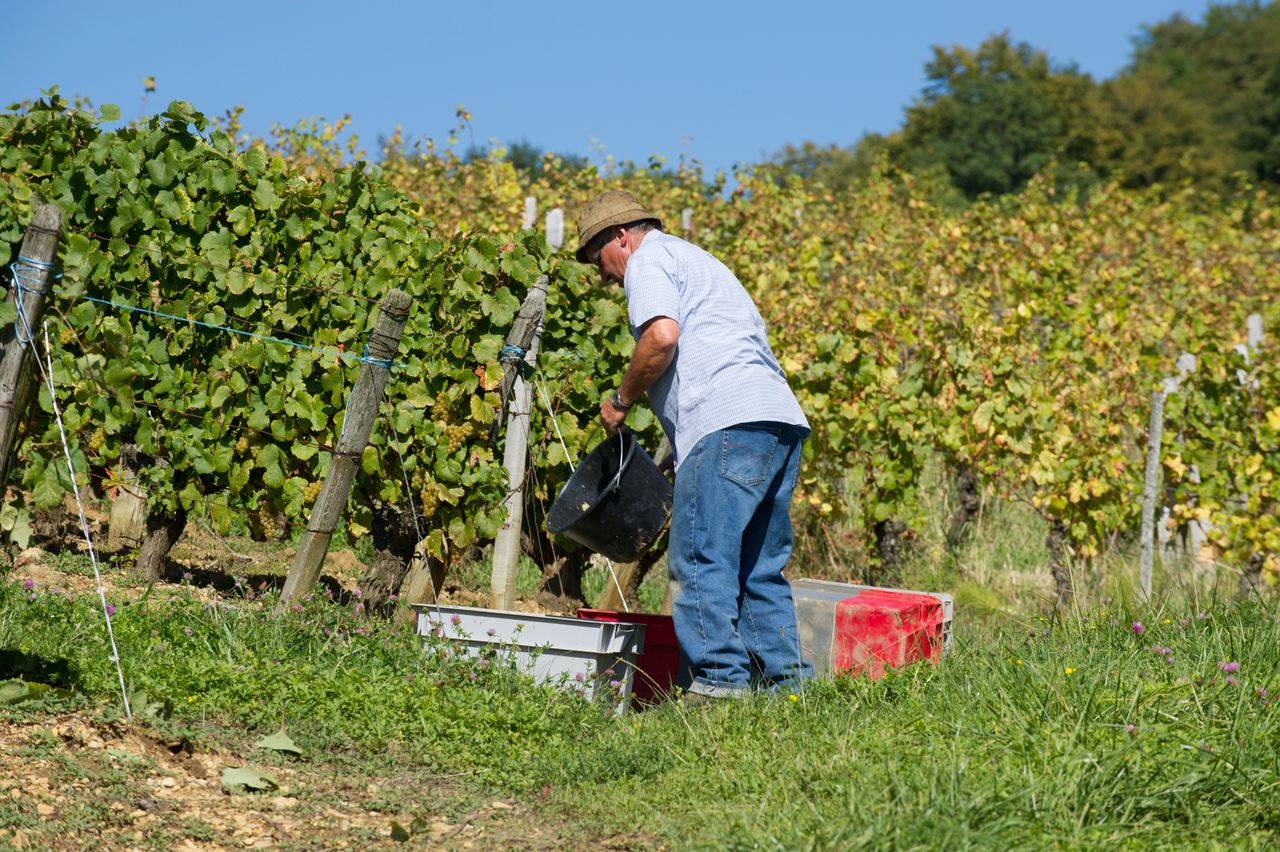 Vignoble Saison Septembre 2786