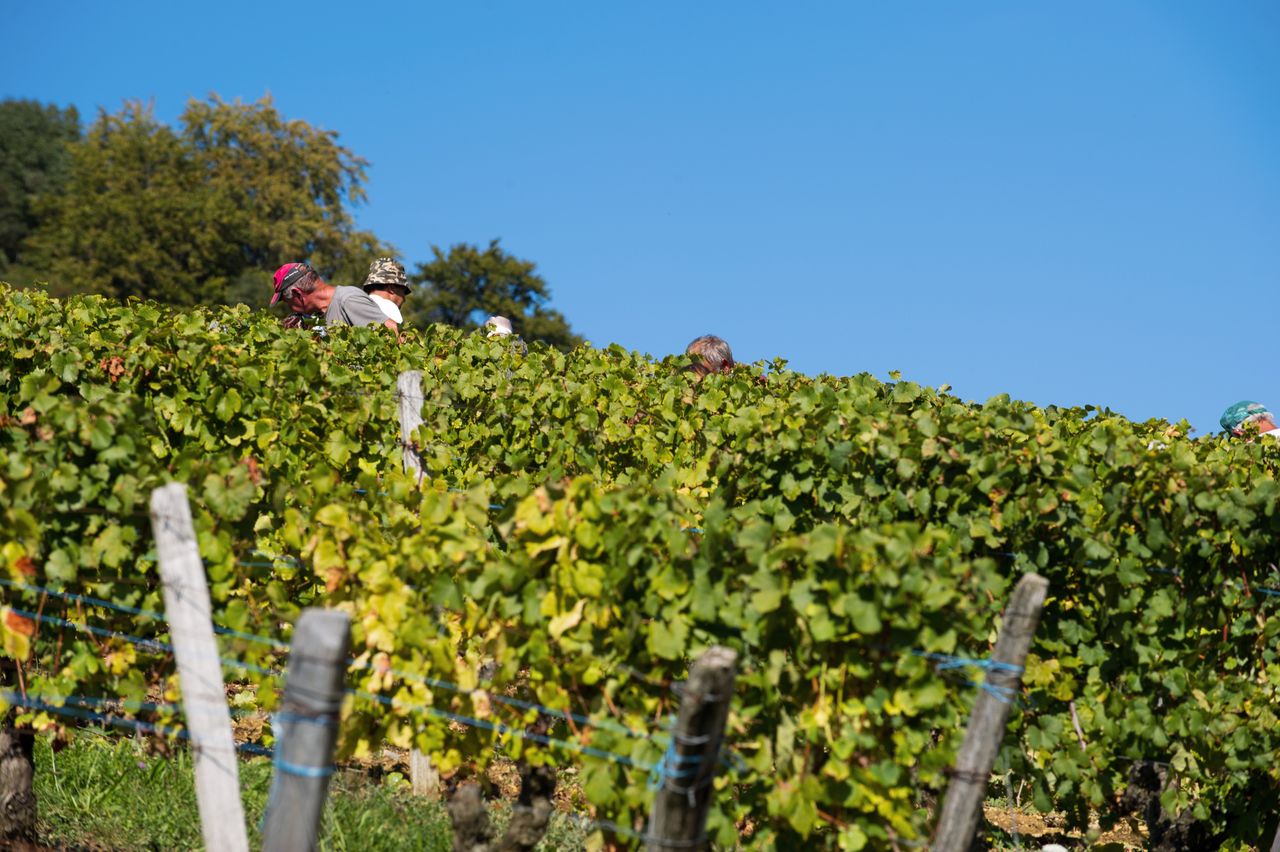 Vignoble Saison Septembre 2792