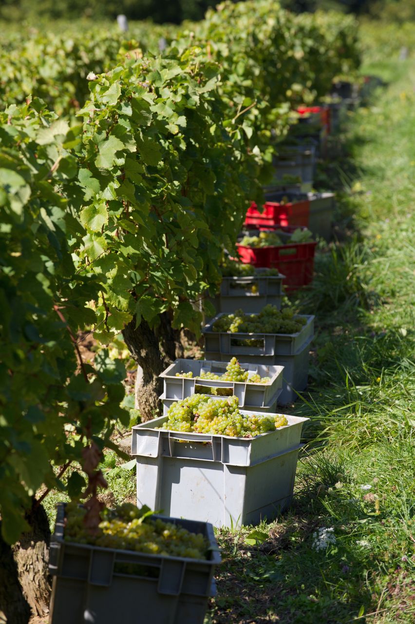 Vignoble Saison Septembre 2804