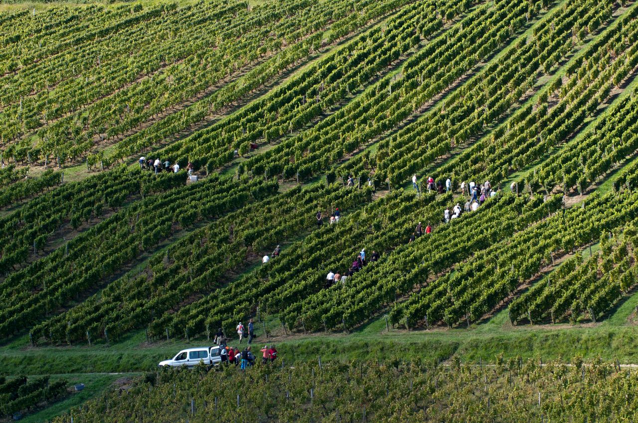 Vignoble Saison Septembre 2807
