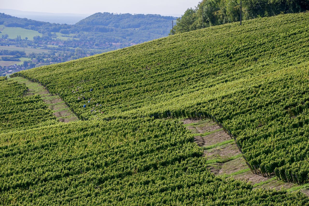 Vignoble Saison Septembre 2816