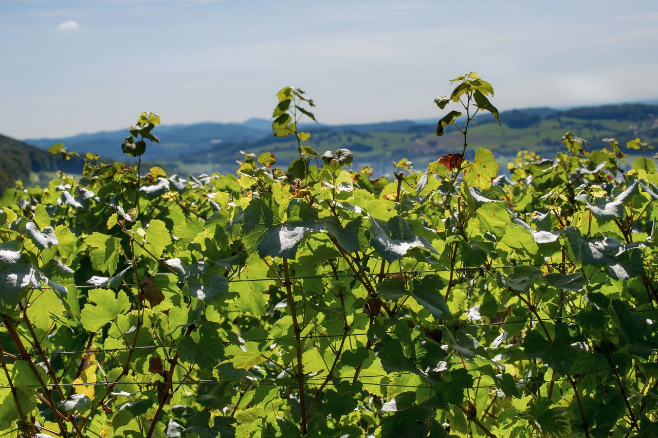 Vignoble Saison Septembre 2818
