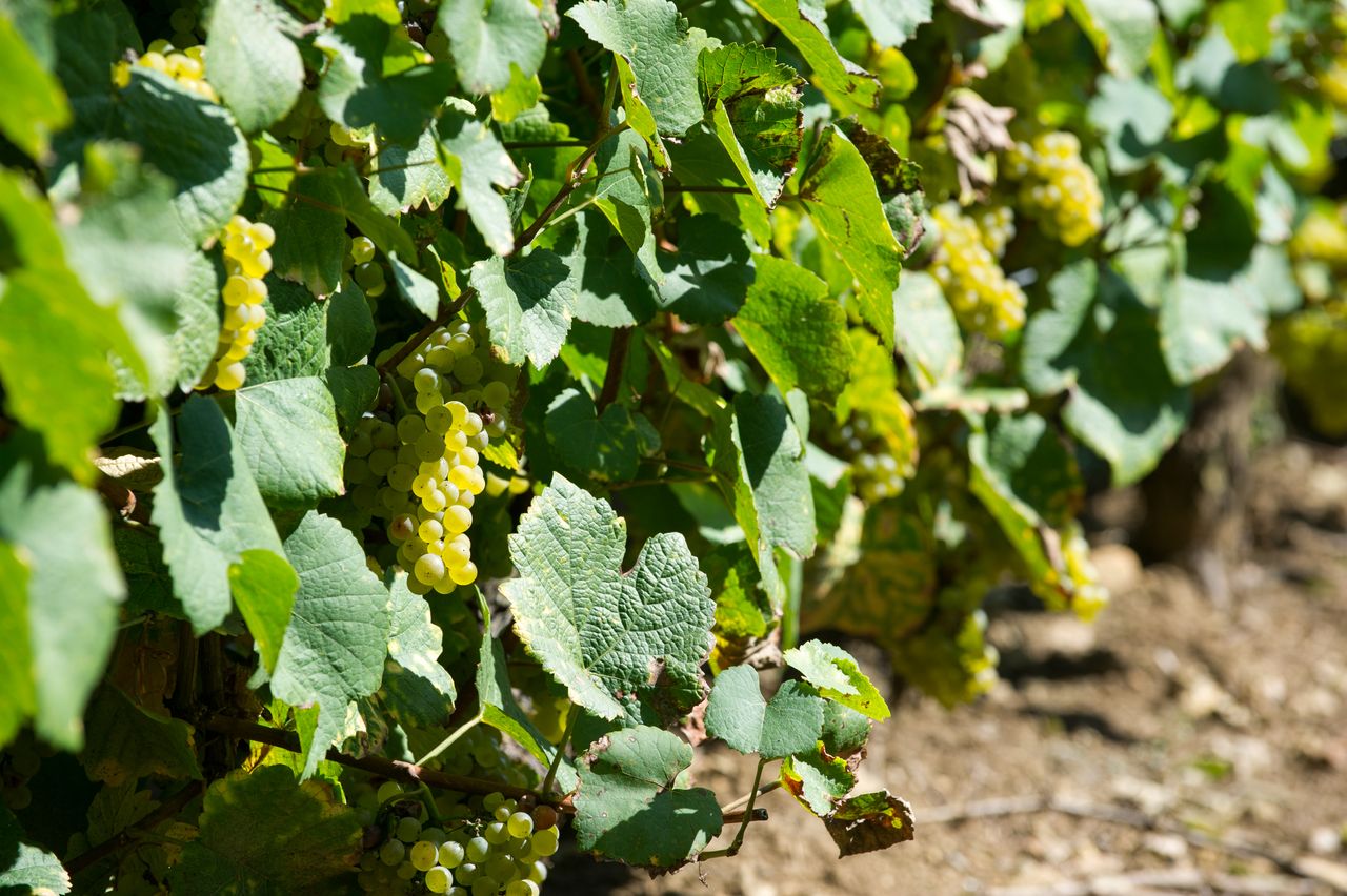 Vignoble Saison Septembre 2835