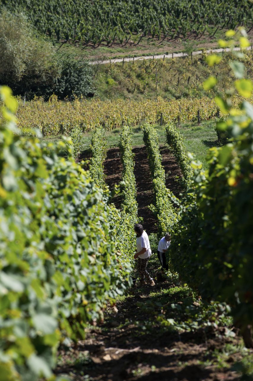 Vignoble Saison Septembre 2838