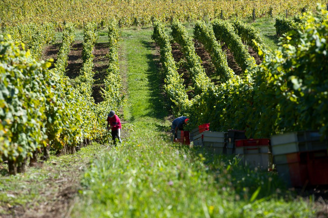 Vignoble Saison Septembre 2843
