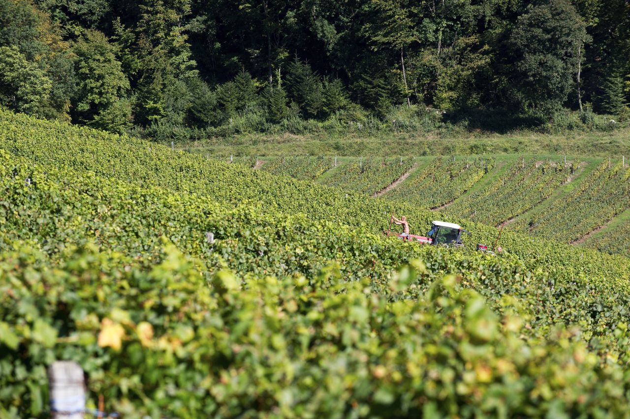 Vignoble Saison Septembre 2851