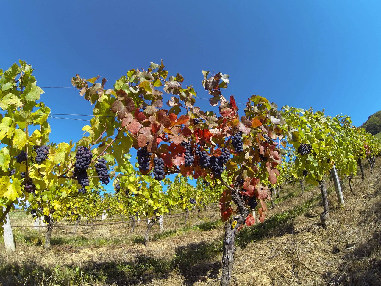 Vignoble Saison Septembre G0021568