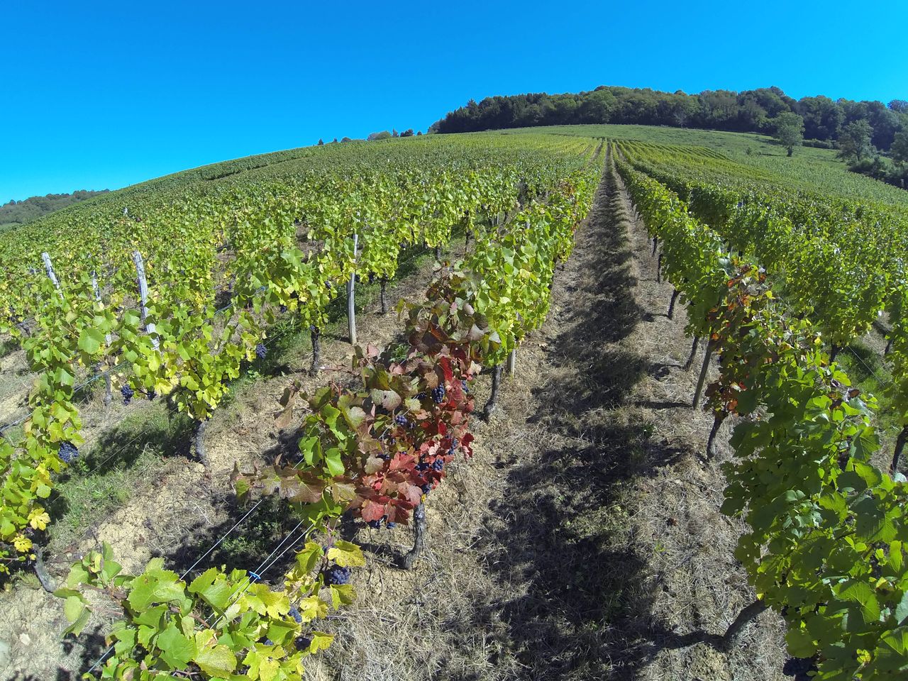 Vignoble Saison Septembre G0031574