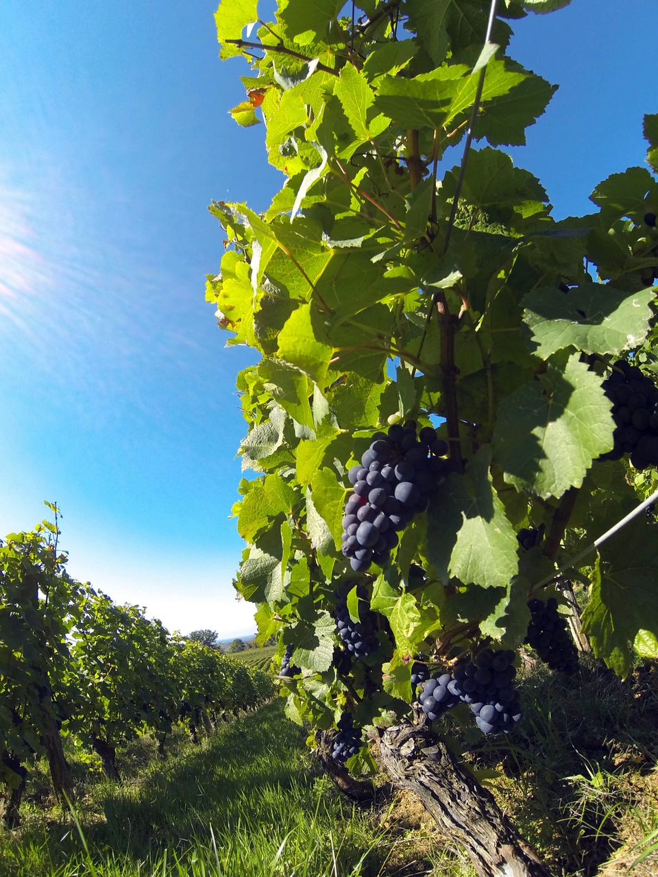 Vignoble Saison Septembre G0091592