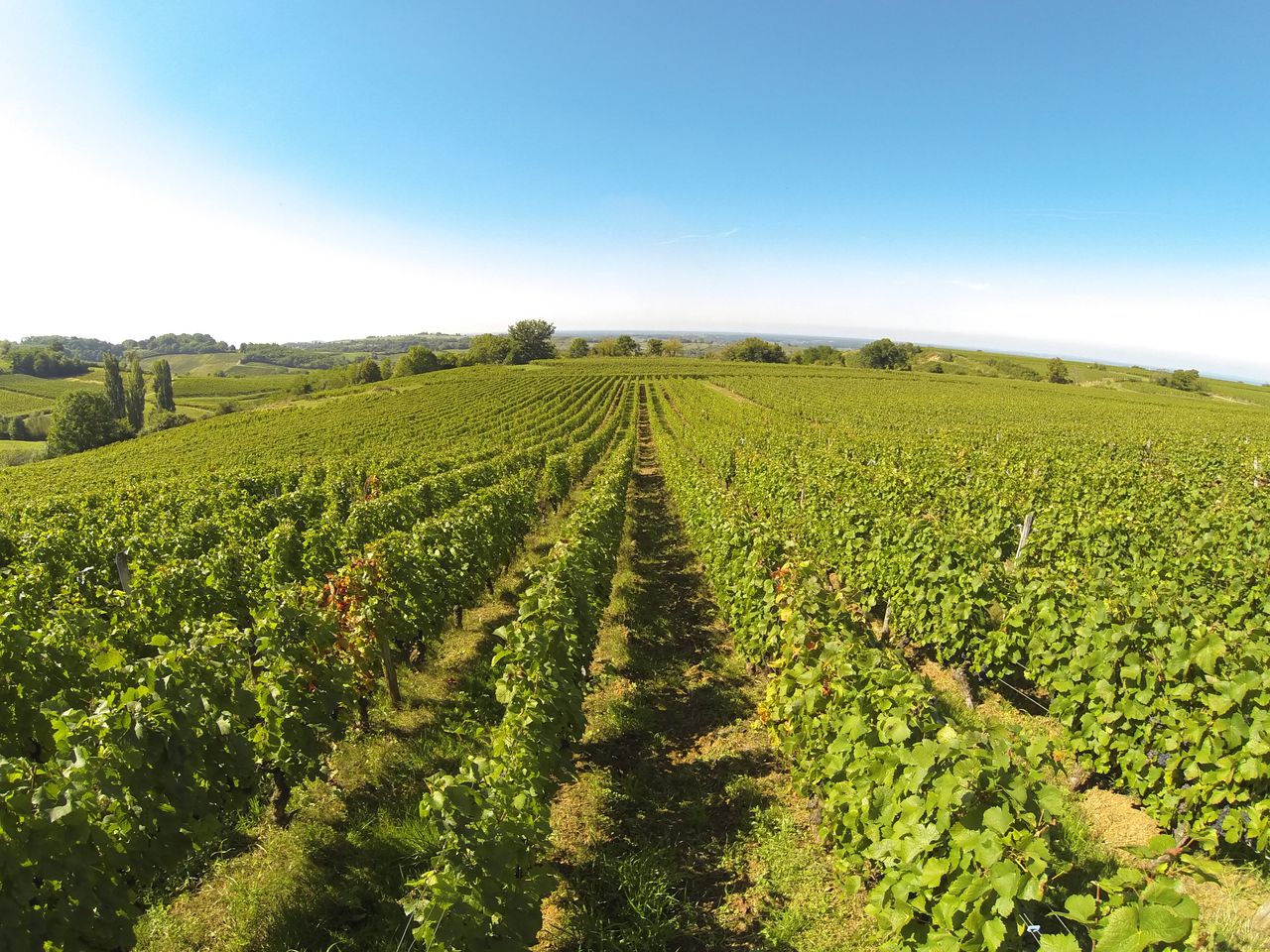 Vignoble Saison Septembre G0141609