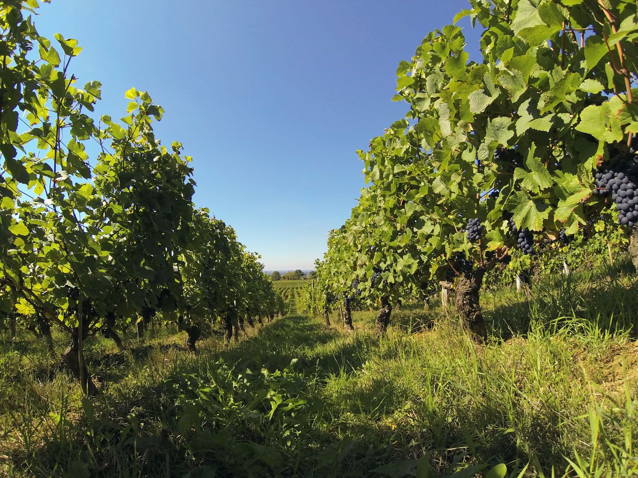 Vignoble Saison Septembre G0211629