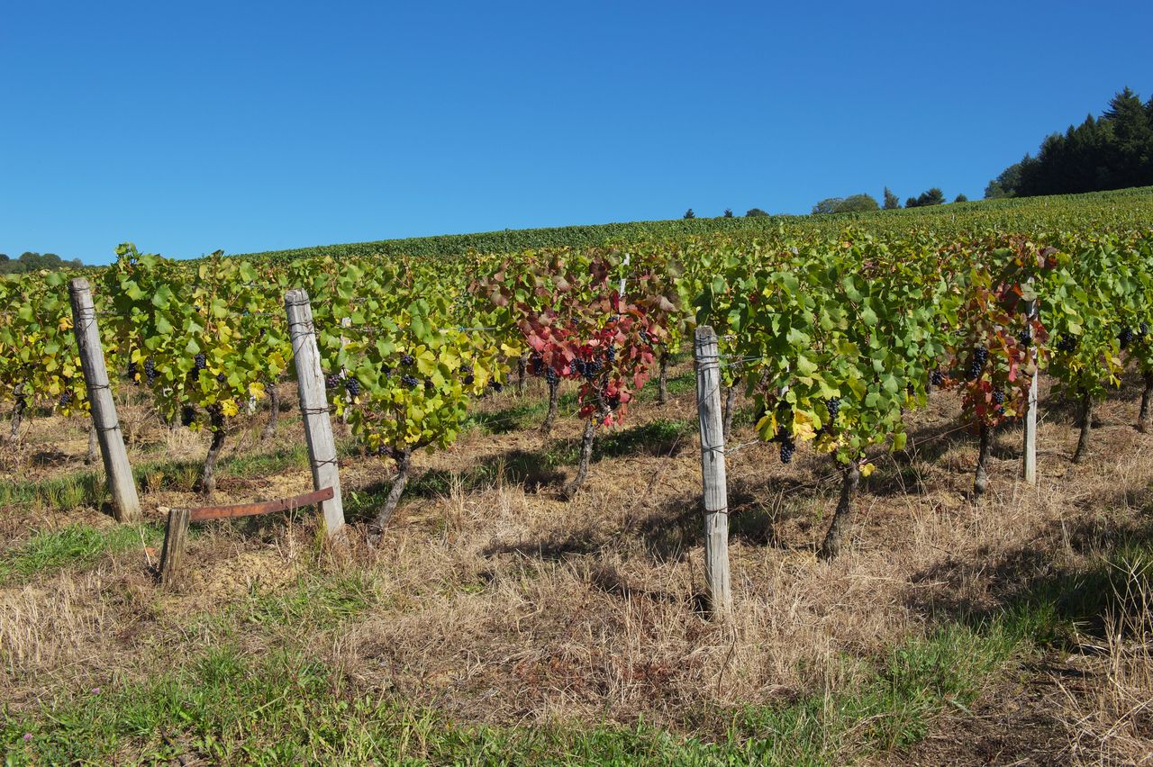 Vignoble Saison Septembre 3320