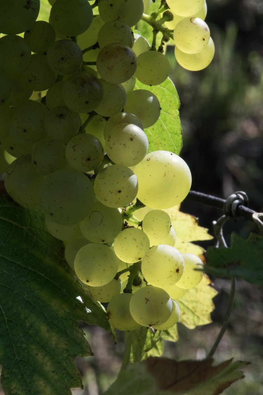 Vignoble Saison Septembre 3336